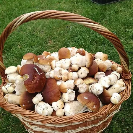 Agroturystyka Lesny Dworek * Bialy Bor (Szczecinek)