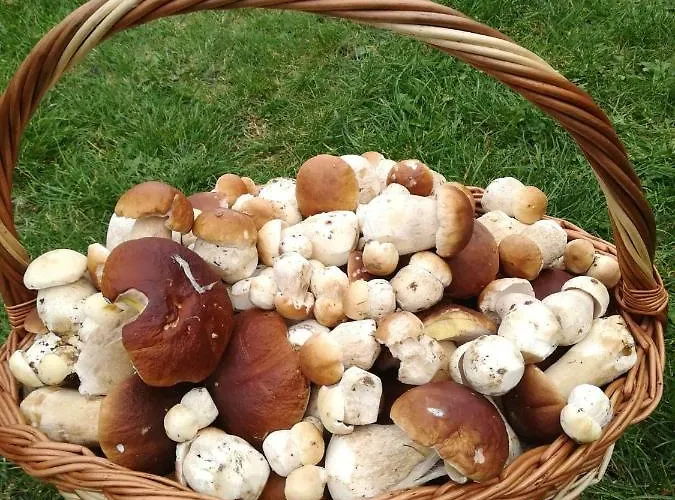 Agroturystyka Lesny Dworek * Bialy Bor (Szczecinek)